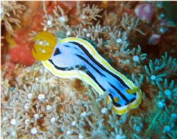 Nudibranch (Chromodoris elizabethina ), Bunaken Manado by Chiu Ying Lay 